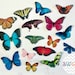 see more listings in the Butterflies section