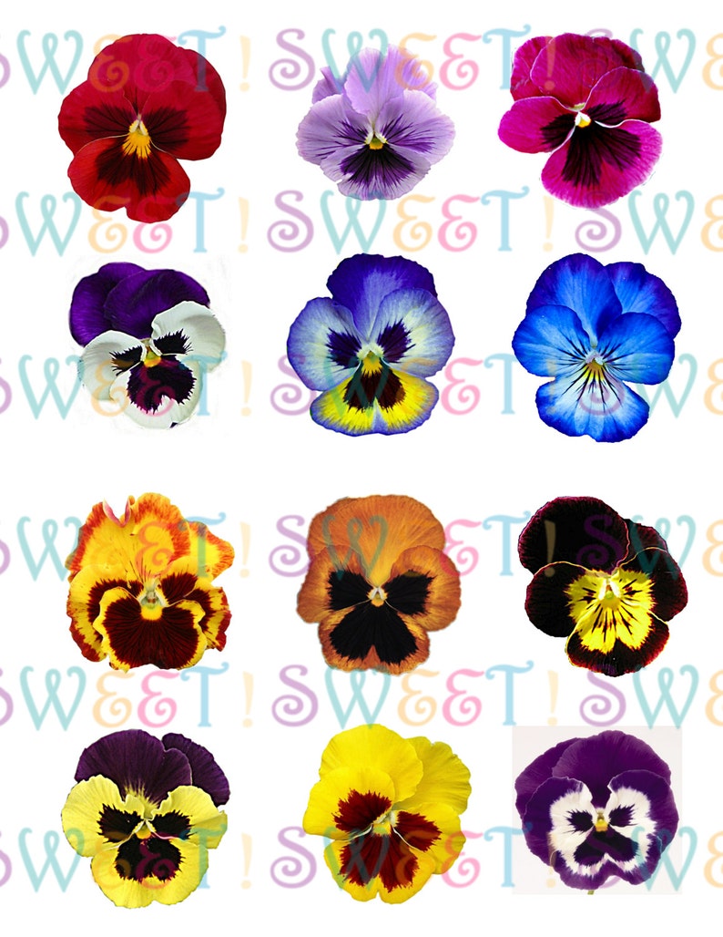 Edible Pansy Cake, Cupcake & Cookie Toppers Wafer Paper or Frosting Sheet image 3