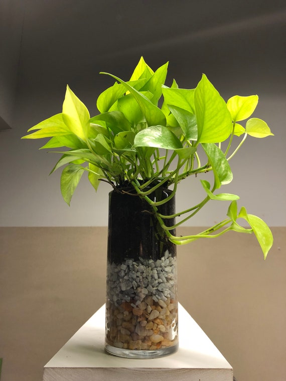 Neon Pothos Live Made To Order In Layered Rock Clear Vases Etsy