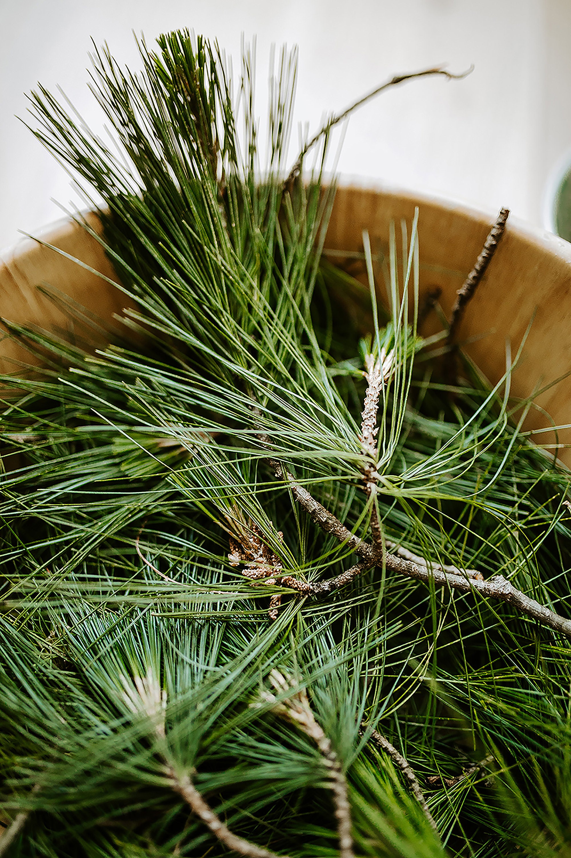 Organic Pine Needle Syrup Etsy