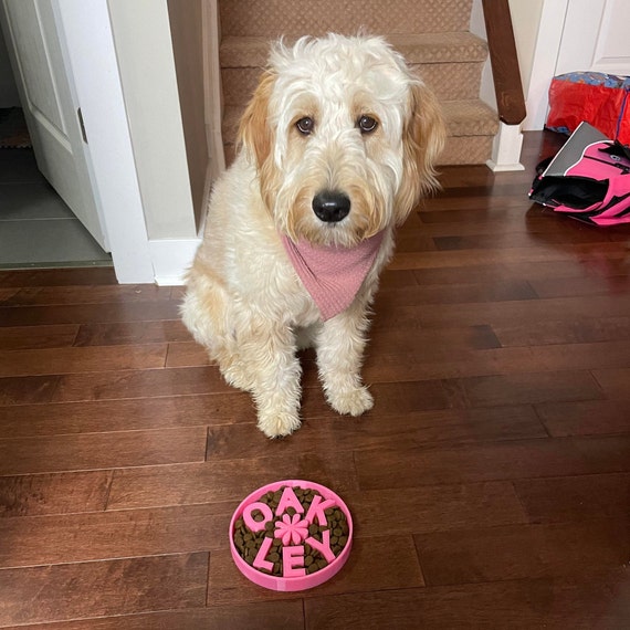 9 Best Slow Feeder Dog Bowls and Puzzles