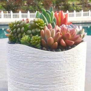 Colorful Live Succulent Arrangement in Contemporary Cream Undulating Container, Succulent Centerpiece, Succulent Gift, Succulent Planter