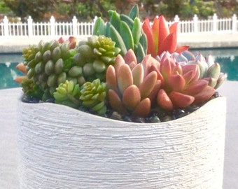 Colorful Live Succulent Arrangement in Contemporary Cream Undulating Container, Succulent Centerpiece, Succulent Gift, Succulent Planter