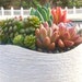 see more listings in the Succulent Arrangements section