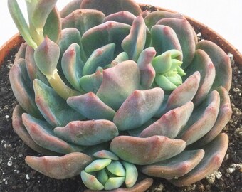 4" Echeveria Blue Topaz, Live Succulent Plant, Succulent, Succulents, Rare Succulent, Large Echeveria