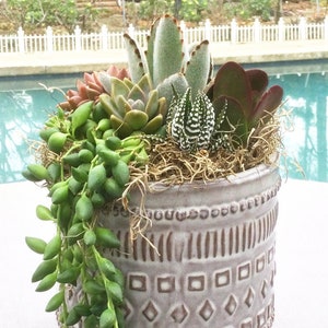 Colorful Live Succulent Arrangement in Ceramic Container, Succulent Planter, Succulent Centerpiece, Succulent Gift