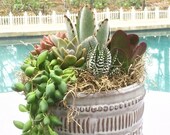 Colorful Live Succulent Arrangement in Ceramic Container, Succulent Planter, Succulent Centerpiece, Succulent Gift