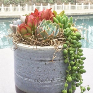 Colorful Live Succulent Arrangement in Footed Ceramic Container, Succulent Planter, Succulent Centerpiece, Succulent Gift