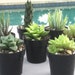 see more listings in the Aloe/Agave/Haworthia section
