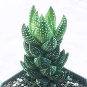 Haworthia Reinwardtii African Pearls, Haworthia Reinwardtii, Haworthia, Live Succulent, Live Succulent Plant, Succulent, Succulents