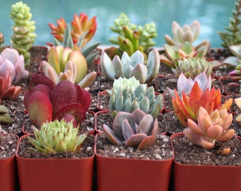 9 Colorful Live Succulent Plants, Succulent, Succulents, Succulent Plants, Hens & Chicks, Terrarium Plants, Fairy Garden Plants