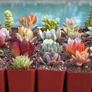 9 Colorful Live Succulent Plants, Succulent, Succulents, Succulent Plants, Hens & Chicks, Terrarium Plants, Fairy Garden Plants