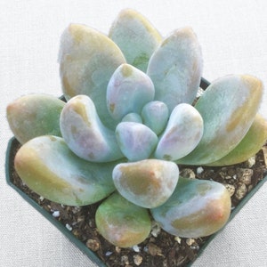 Graptosedum Blue Giant, Live Succulent, Live Succulent Plant, Succulent, Succulents