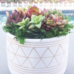 Colorful Live Succulent Arrangement in Creamy White and Gold Footed Container, Succulent Centerpiece, Succulent Planter, Succulent Gift