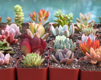 30 Colorful Succulents in 2 inch pots, Succulent, Succulents, Succulent Plants, Hens and Chicks, Terrarium Plants, Bulk Succulents