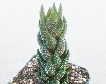 Haworthia Reinwardtii Zebra Wart, Haworthia Coarctata var Tenuis, Haworthiopsis, Live Succulent, Live Succulent Plant, Succulent, Succulents