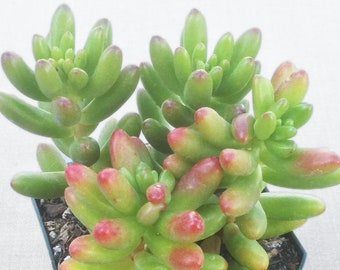 Sedum Pork and Beans, Jelly Beans, Crawling Ground Cover, Live Succulent, Live Succulent Plant, Succulent, Succulents