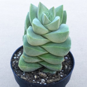 Crassula "Moonglow" Succulent, Live Succulent Plant, Succulent, Succulent Plant, Crassula, Moonglow, Rare Succulent