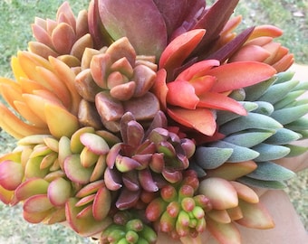 Group of Colorful Live Rooted Succulent Plants in Bright Colors, Rooted Succulents, Succulent Plants