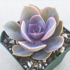 Perle Von Nurnberg Echeveria, Pink Echeveria, Live Succulent, Live Succulent Plant, Succulent, Succulents, Hen n Chick