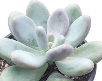 Large Lavender Pebbles Succulent, Graptopetalum Amethystinum, Live Succulent Plant, Succulent, Rare Succulent