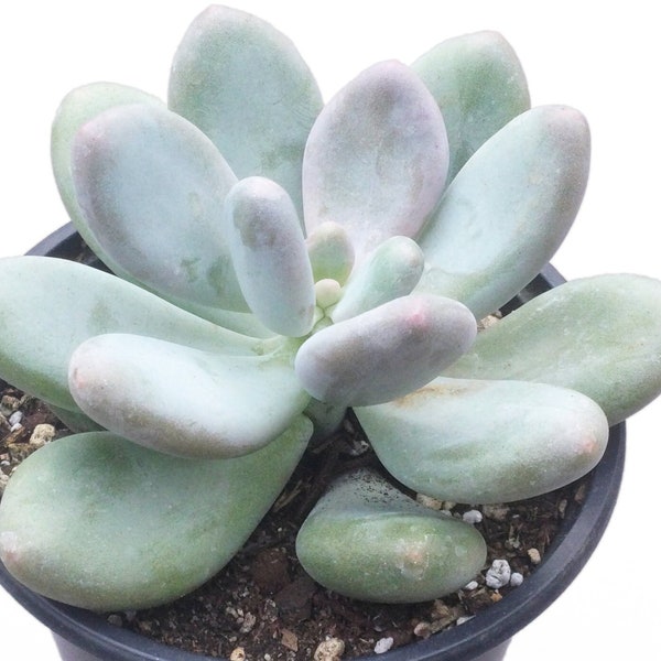 Large Lavender Pebbles Succulent, Graptopetalum Amethystinum, Live Succulent Plant, Succulent, Rare Succulent