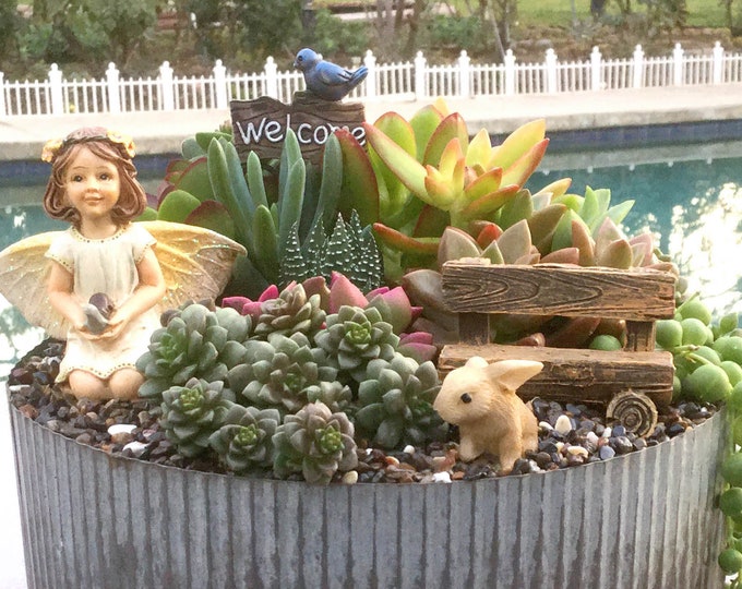 Medium DIY Succulent Fairy Garden Gift Kit With Corrugated Zinc