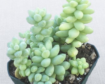 Sedum Donkey Tail, Burro's Tail Succulent, Live Succulent, Live Succulent Plant, Succulent, Succulents, Sedum