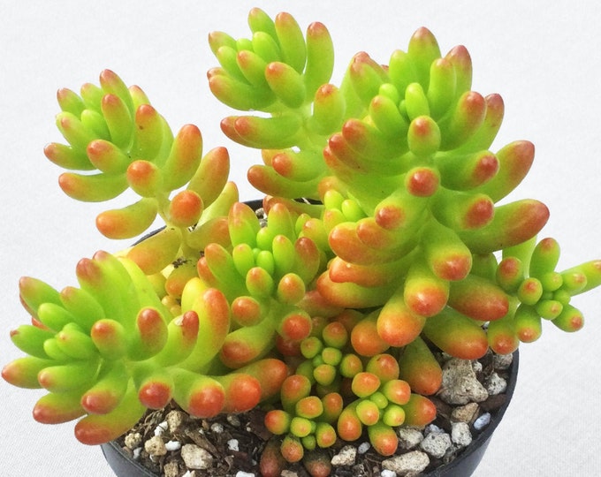 Large Sedum Rubrotinctum, Jelly Beans Succulent, Pork and Beans Sedum