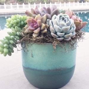 Colorful Live Succulent Arrangement in Ceramic Container, Succulent Planter, Succulent Centerpiece, Succulent Gift