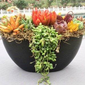 Colorful Live Succulent Arrangement in Elegant Black Ceramic Boat, Live Succulent Planter, Live Succulent Centerpiece, Succulent Gift