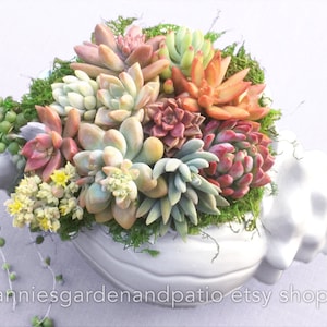 Large Colorful Live Succulent Arrangement in Beautiful Shell Container, Live Succulent Planter, Live Succulent Centerpiece, Succulent Gift