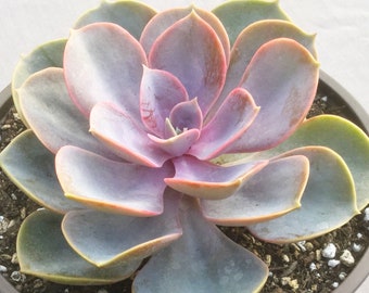 7" Perle Von Nurnberg Echeveria, Live Succulent Plant, Succulent, Succulents, Rare Succulent, Large Echeveria