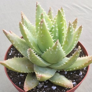 Large 5&quot; Aloe Brevifolia, Crocodile Plant, Live Succulent Plant, Succulent, Succulents, Rare Succulent, Aloe Brevifolia