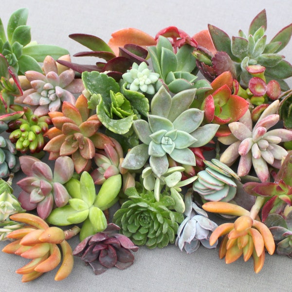 50 Succulent Cuttings, Succulent Cuttings, Colorful Succulent Cuttings, Succulent Clippings, Succulent, Succulent Plants, Bulk Succulents