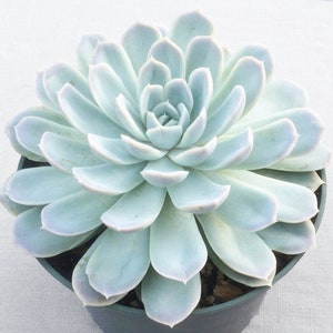 4&quot; Echeveria Mexican Snowball, Live Succulent Plant, Succulent, Succulents, Rare Succulent, Large Echeveria