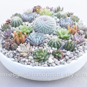LARGE Colorful Live Cactus Garden in Contemporary White Ceramic Bowl, Succulent Planter, Centerpiece, Succulent Arrangement