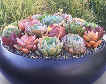 Extra LARGE Colorful Live Succulent Arrangement in Striking Black Ceramic Bowl, Live Succulent Planter, Live Succulent Centerpiece