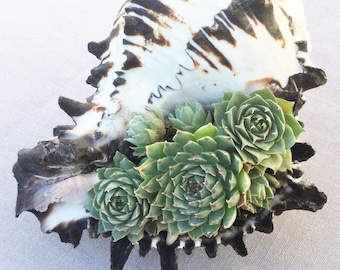 Live Succulents in Seashell, Succulent Arrangement, Succulent Centerpiece, Teacher Gift, Hostess Gift, Succulent Gift, Hens and Chicks