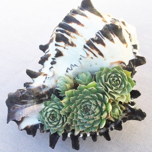 Live Succulents in Seashell, Succulent Arrangement, Succulent Centerpiece, Teacher Gift, Hostess Gift, Succulent Gift, Hens and Chicks