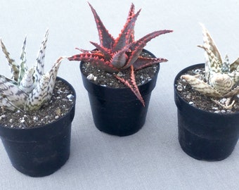 Set of 3 Aloe Plants, Live Succulent Plants, Succulent, Succulents, Rare Succulents, Blizzard Aloe, Christmas Sleigh Aloe, Snowstorm Aloe