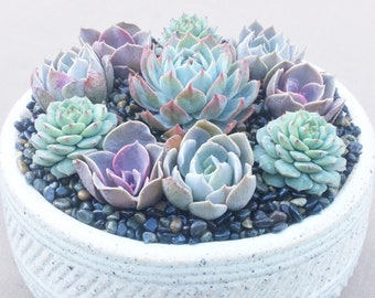 Live Succulent Arrangement in Light Cream and Blue Patterned Ceramic Bowl, Succulent Planter, Succulent Centerpiece, \Succulent Gift