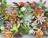 30 Colorful Succulent Cuttings, Succulent Clippings, Succulent, Succulents, Succulent Plants, Bulk Succulents