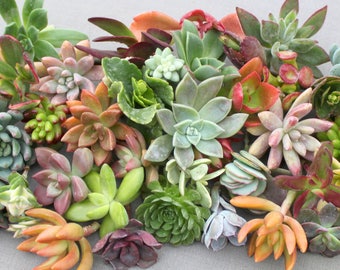 30 Succulent Cuttings, Succulents, Succulent Cuttings, Colorful Succulent Cuttings, Succulent Clippings, Succulent Plants, Bulk Succulents