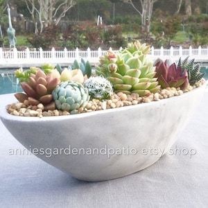 Contemporary Live Succulent Arrangement in Smooth Cement Boat, Succulent Planter, Succulent Centerpiece, Succulent Gift