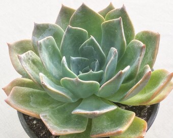 7" Blue Prince Echeveria, Live Succulent Plant, Succulent, Succulents, Rare Succulent, Large Echeveria