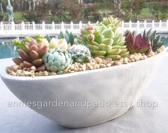 Contemporary Live Succulent Arrangement in Smooth Cement Boat, Succulent Planter, Succulent Centerpiece, Succulent Gift