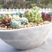 see more listings in the Succulent Arrangements section