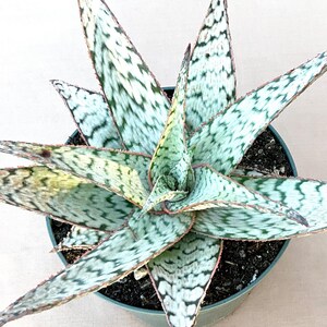 Large Aloe "candy Cane" Succulent, Candy Cane Aloe, Live Succulent Plant,  Rare Aloe, Rare Succulent - Etsy