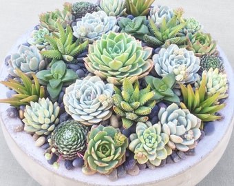 Extra LARGE All-Green Live Succulent Arrangement in Contemporary Cement Bowl, Succulent Planter, Succulent Centerpiece, Succulent Gift